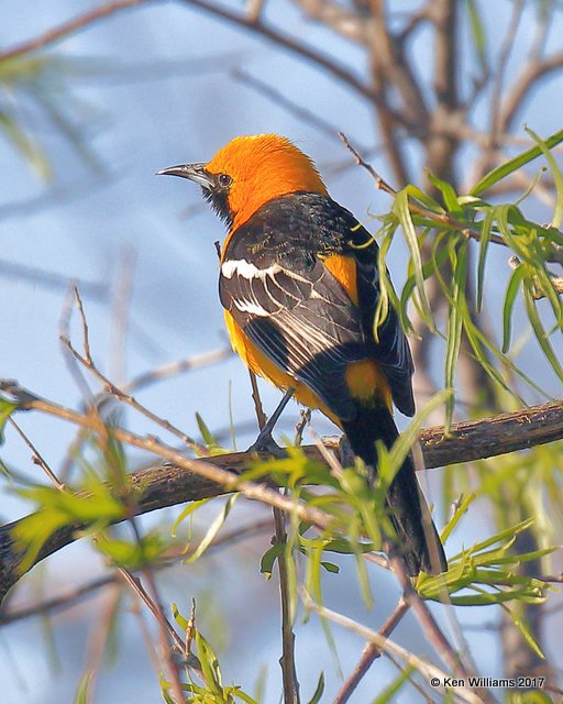 Hooded Oriole male, Portal, AZ, 4-2-17, Jda_43872.jpg