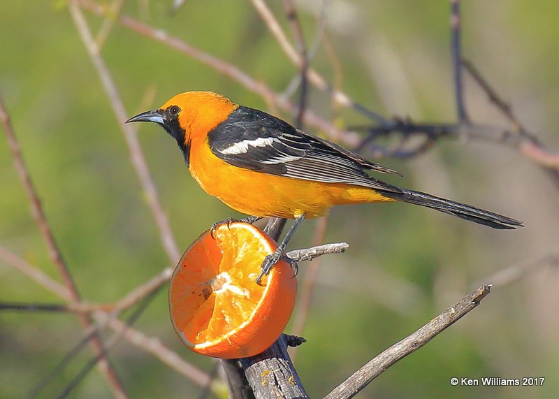 Hooded Oriole male, Portal, AZ, 4-2-17, Jda_43898.jpg