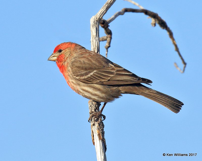 House Finch male, Ash Canyon, Sierra Vista, AZ, 4-2-17, Jda_42524.jpg