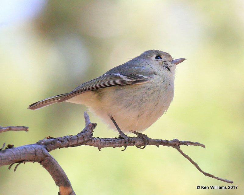 Hutton's Vireo, Carr Canyon, Sierra Vista, AZ,3-31-17, Jda_41962.jpg