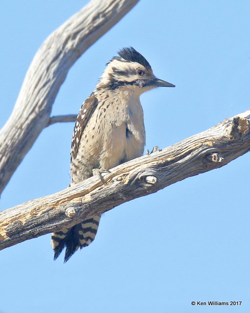 Ladder-back Woodpecker female, Ash Canyon, Sierra Vista, AZ, 3-31-17, Jda_42121.jpg