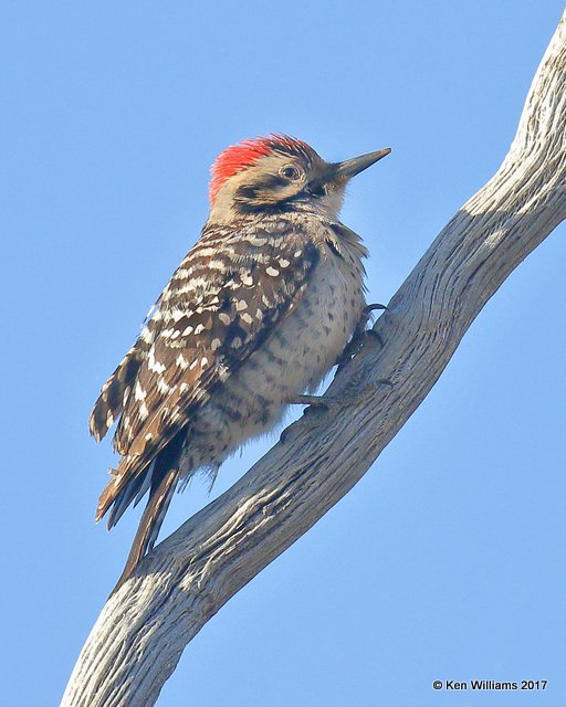 Ladder-back Woodpecker male, Ash Canyon, Sierra Vista, AZ, 3-31-17, Jda_42553.jpg