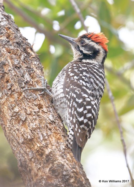 Ladder-backed Woodpecker male, Ash Canyon, Sierra Vista, AZ, 4-1-17, Jda_43015.jpg