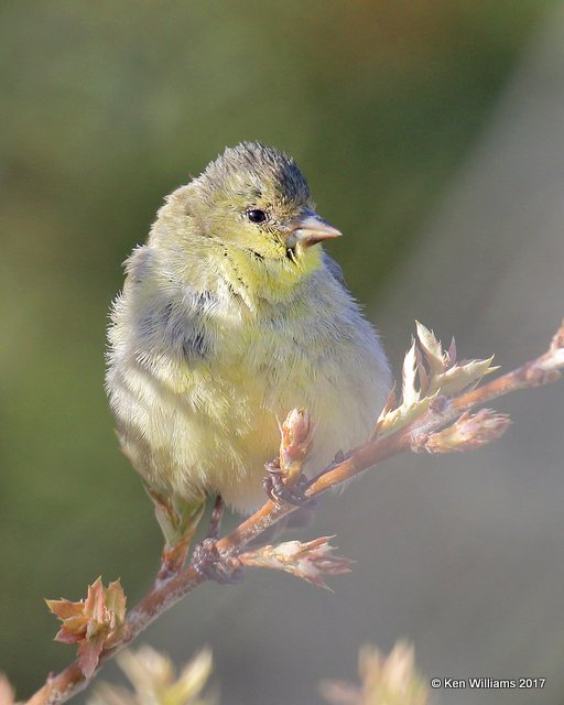 Lesser Goldfinch - Western variety female, Ash Canyon, Sierra Vista, AZ, 4-2-17, Jda_42183.jpg