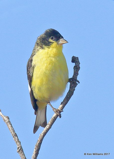 Lesser Goldfinch - Western variety male, Ash Canyon, Sierra Vista, AZ, 4-2-17, Jda_42130.jpg