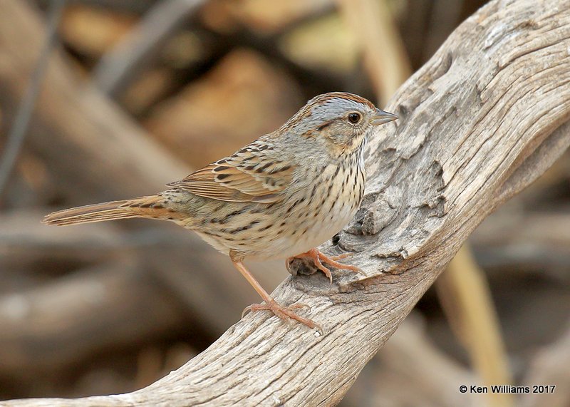 Lincon's Sparrow, Ash Canyon, Sierra Vista, AZ, 4-1-17, Jda_42915.jpg