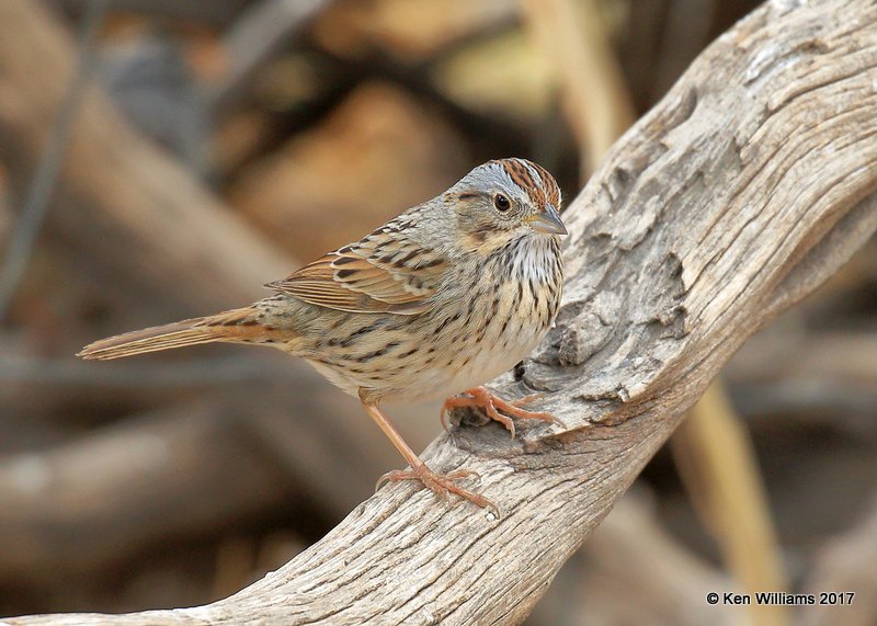 Lincon's Sparrow, Ash Canyon, Sierra Vista, AZ, 4-1-17, Jda_42916.jpg