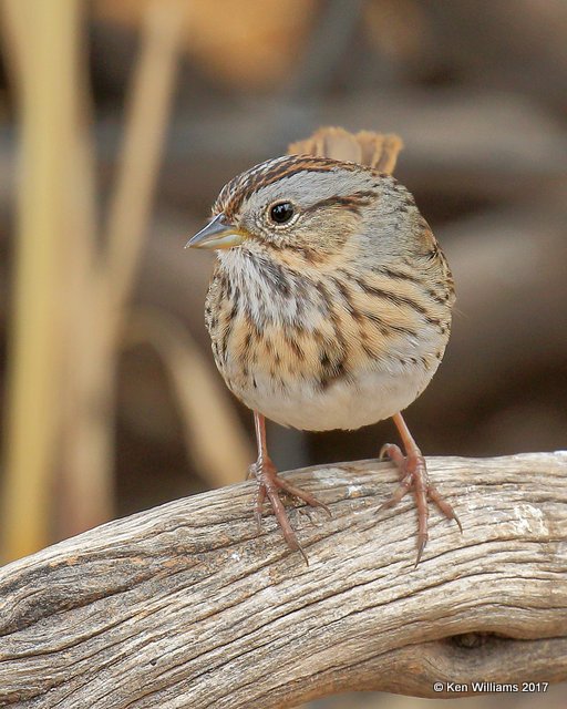 Lincon's Sparrow, Ash Canyon, Sierra Vista, AZ, 4-1-17, Jda_42921.jpg