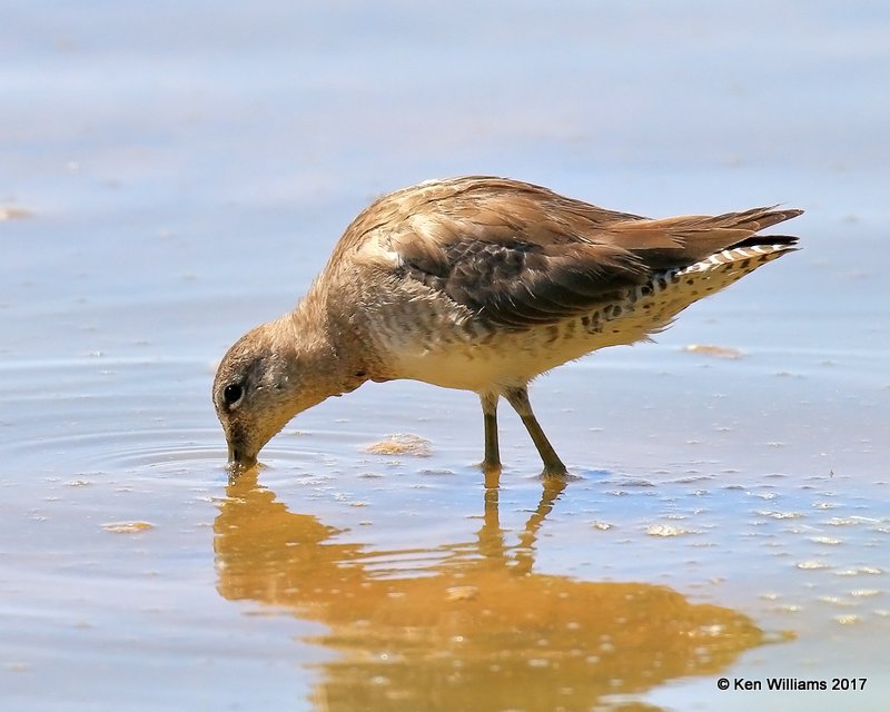 Long-billed Dowitcher nonbreeding plumage, Gilbert Water Ranch, AZ, 3-29-17, Jda_40502.jpg