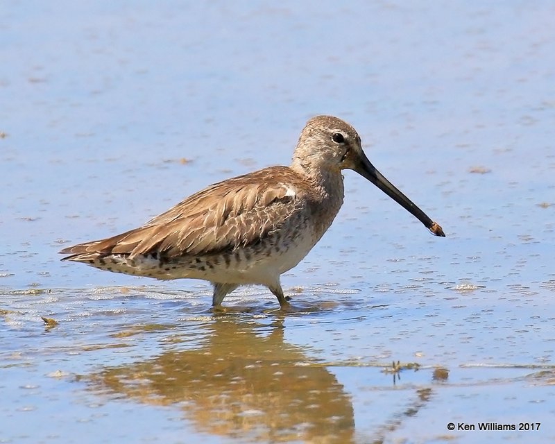 Long-billed Dowitcher nonbreeding plumage, Gilbert Water Ranch, AZ, 3-29-17, Jda_40575.jpg