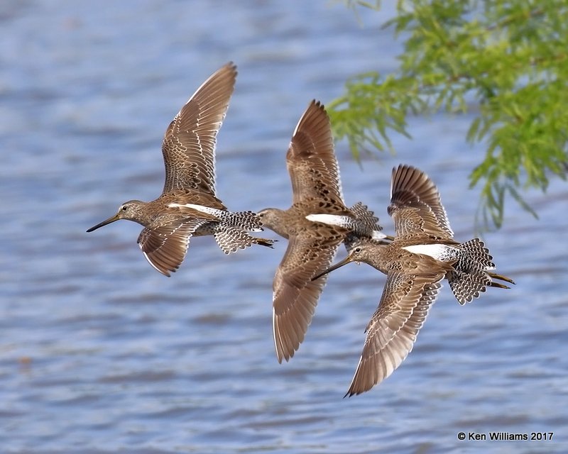 Long-billed Dowitcher nonbreeding plumage, Gilbert Water Ranch, AZ, 3-29-17, Jda_40751.jpg