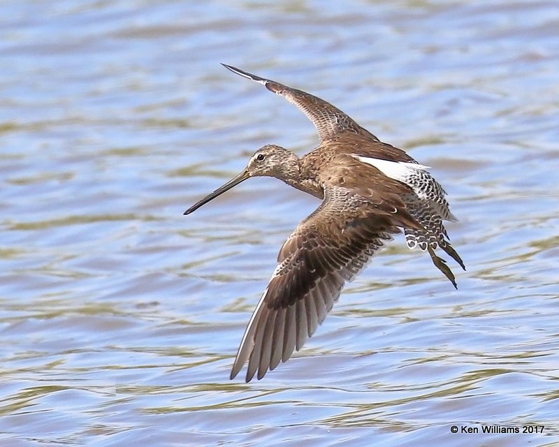 Long-billed Dowitcher nonbreeding plumage, Gilbert Water Ranch, AZ, 3-29-17, Jda_40754.jpg