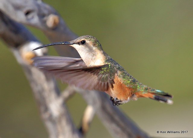 Lucifer Hummingbird female, Ash Canyon, Sierra Vista, AZ, 3-31-17, Jda_42116.jpg