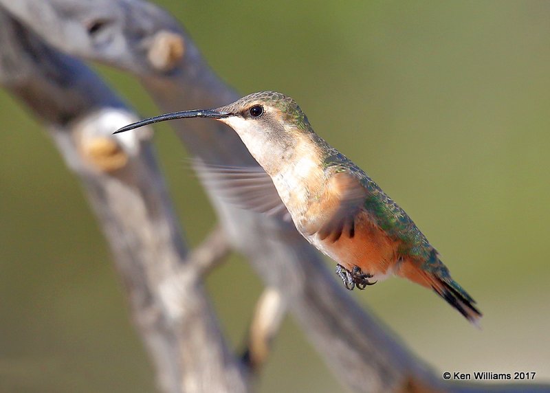 Lucifer Hummingbird female, Ash Canyon, Sierra Vista, AZ, 3-31-17, Jda_42117.jpg