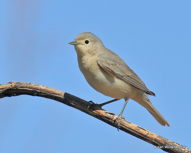 Lucy's Warbler, Portal, AZ, 4-2-17, Jda_43472.jpg