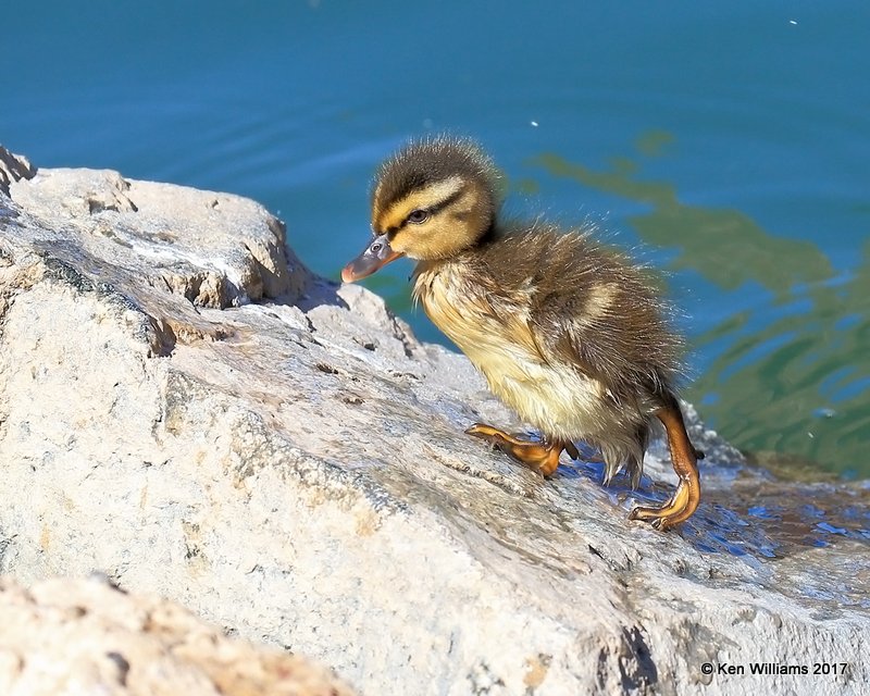 Mallard duckling, Encanto Park, Phoenix, AZ, 3-29-17, Jda_40141.jpg