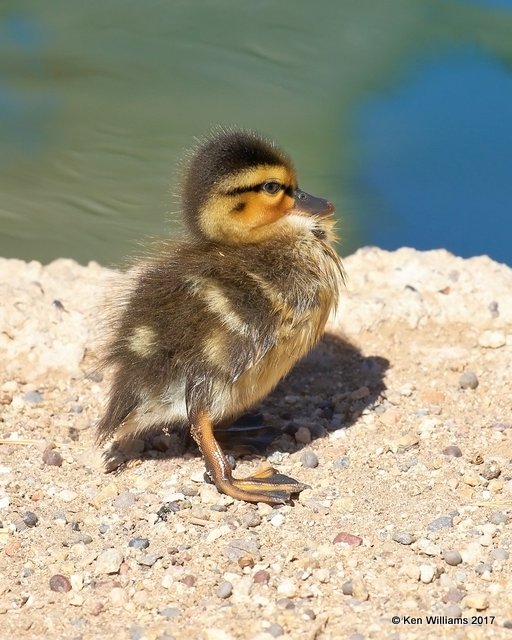 Mallard duckling, Encanto Park, Phoenix, AZ, 3-29-17, Jda_40162.jpg