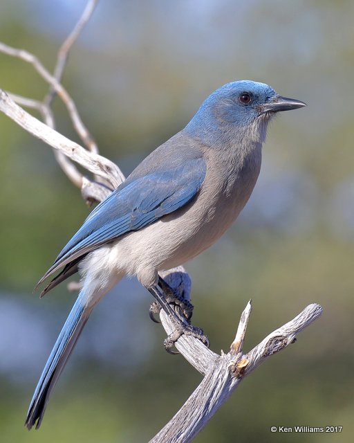 Mexican Jay, Ash Canyon, Sierra Vista, AZ, 4-2-17, Jda_42264.jpg