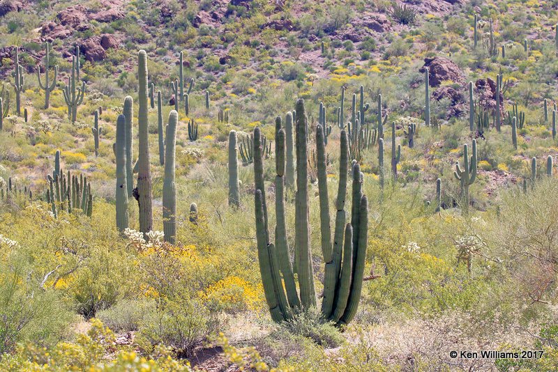 Organ Pipe Cactus National Monument, 3-30-17, Jda_41874.jpg