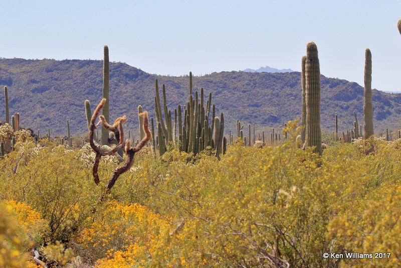 Organ Pipe Cactus National Monument, 3-30-17, Jda_41875.jpg