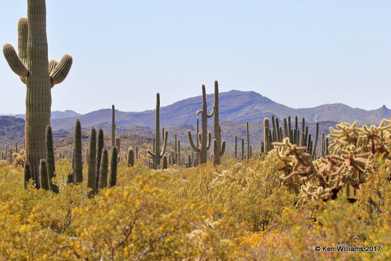 Organ Pipe Cactus National Monument, 3-30-17, Jda_41876.jpg