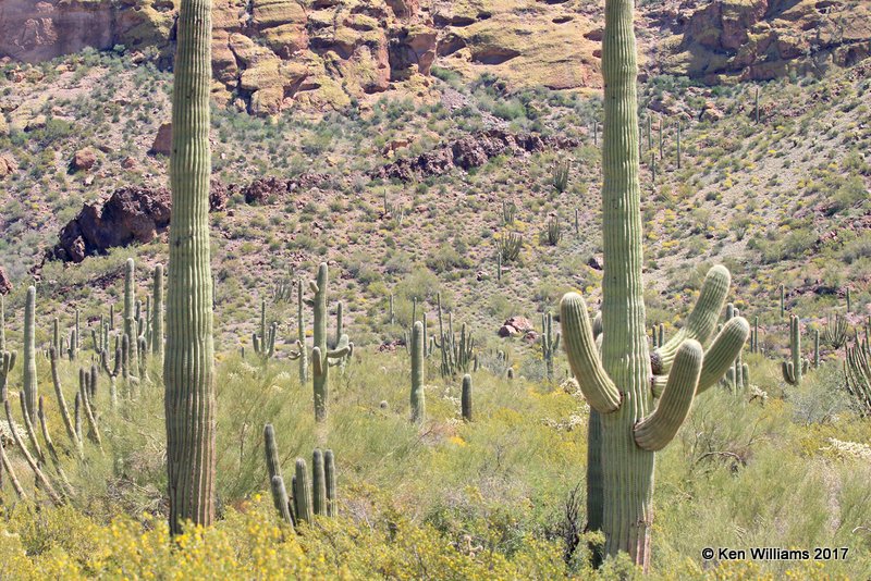Organ Pipe Cactus National Monument, 3-30-17, Jda_41877.jpg