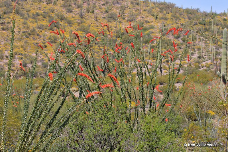 Organ Pipe Cactus National Monument, 3-30-17, Jda_41879.jpg