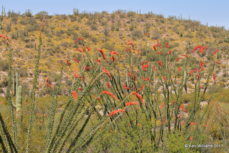 Organ Pipe Cactus National Monument, 3-30-17, Jda_41880.jpg