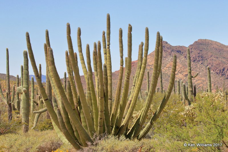 Organ Pipe Cactus National Monument, 3-30-17, Jda_41881.jpg