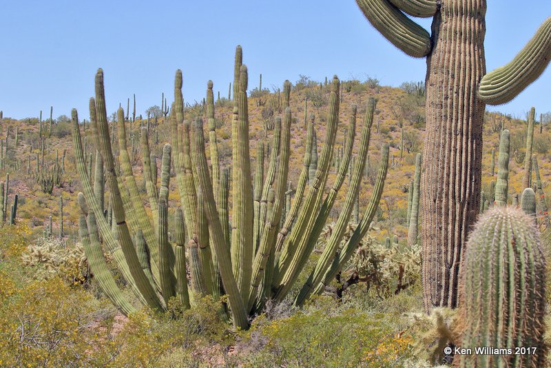 Organ Pipe Cactus National Monument, 3-30-17, Jda_41883.jpg