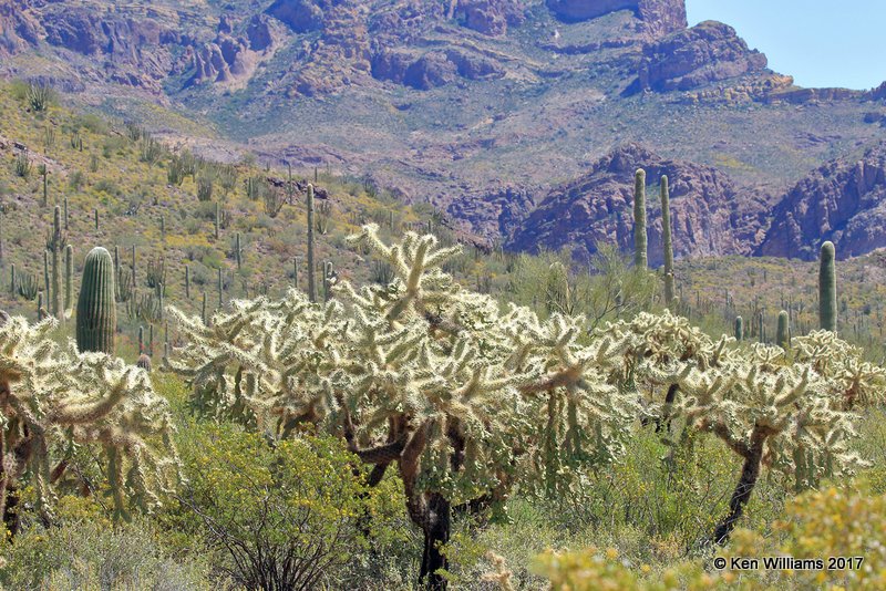 Organ Pipe Cactus National Monument, 3-30-17, Jda_41886.jpg