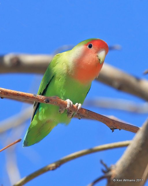 Peach-faced Lovebird, Encanto Park, Phoenix, AZ, 3-29-17, Jda_40262.jpg