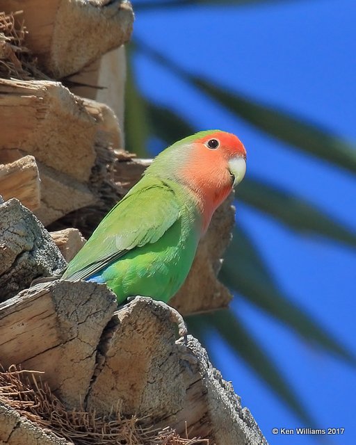 Peach-faced Lovebird, Encanto Park, Phoenix, AZ, 3-29-17, Jda_40311.jpg