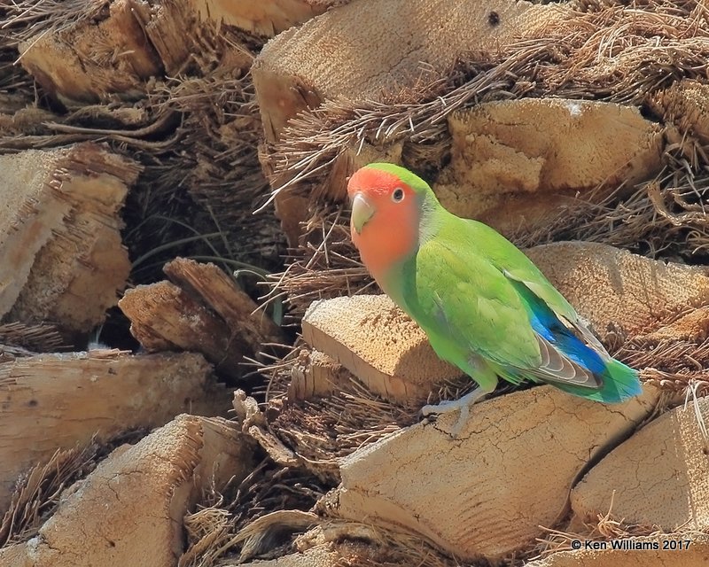 Peach-faced Lovebird, Encanto Park, Phoenix, AZ, 3-29-17, Jda_40370.jpg