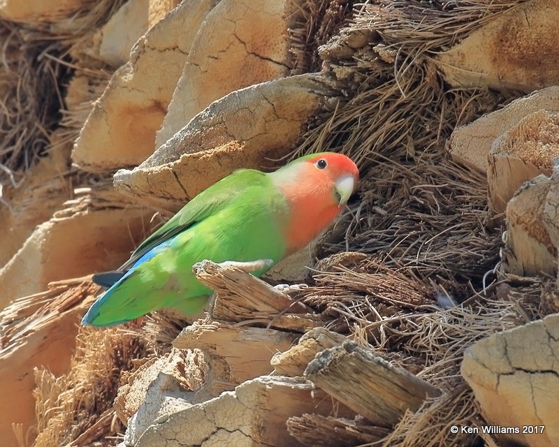 Peach-faced Lovebird, Encanto Park, Phoenix, AZ, 3-29-17, Jda_40415.jpg