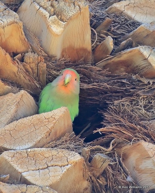 Peach-faced Lovebird, Encanto Park, Phoenix, AZ, 3-29-17, Jda_40422.jpg