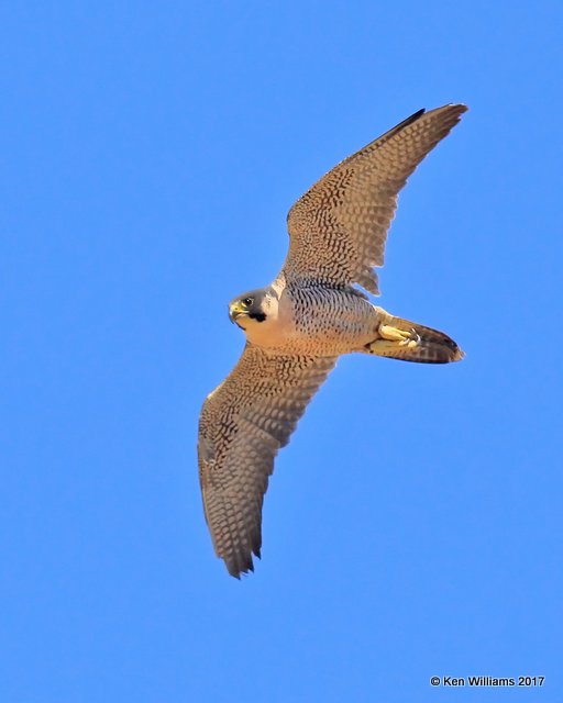 Peregrine Falcon, Arizona-Sonora Desert Museum, AZ, 3-29-17, Jda_40805.jpg