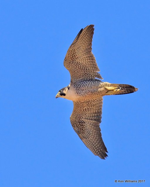 Peregrine Falcon, Arizona-Sonora Desert Museum, AZ, 3-29-17, Jda_40808.jpg
