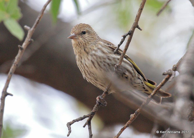 Pine Siskin, Ash Canyon, Sierra Vista, AZ, 4-1-17, Jda_43125.jpg