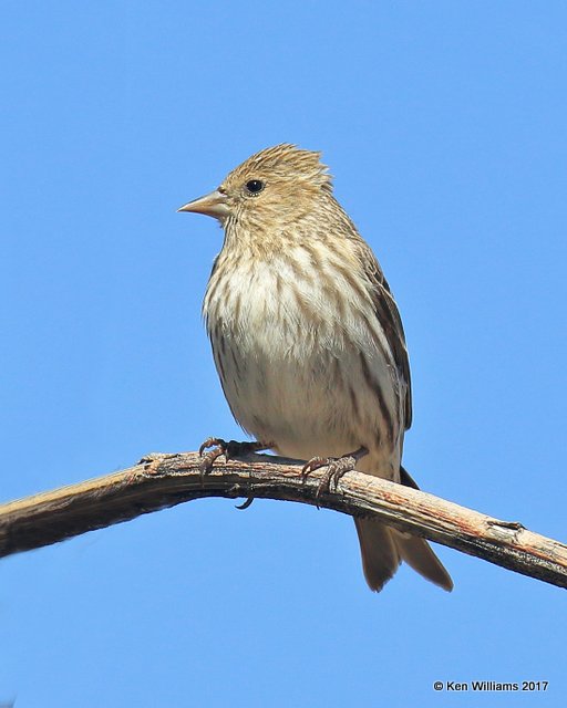 Pine Siskin, Portal, AZ, 4-2-17, Jdaa_43498.jpg