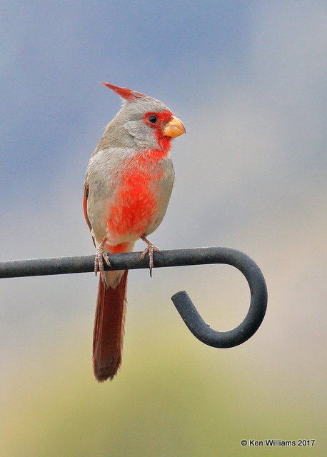 Pyrrhuloxia male, Ash Canyon, Sierra Vista, AZ, 4-1-17, Jda_43166.jpg