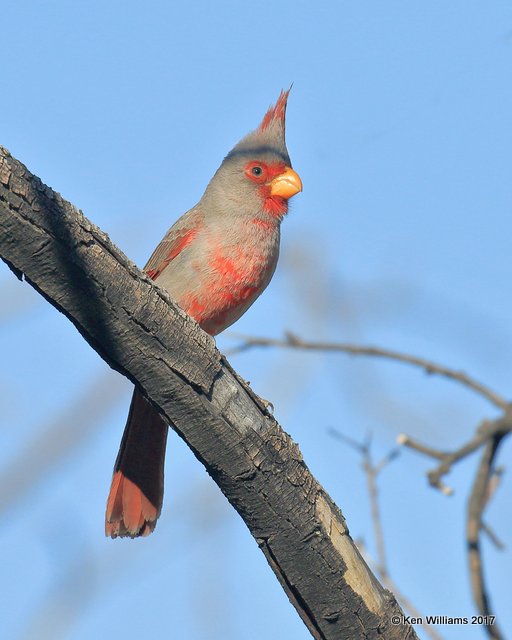 Pyrrhuloxia male, Portal, AZ, 4-2-17, Jda_43786.jpg