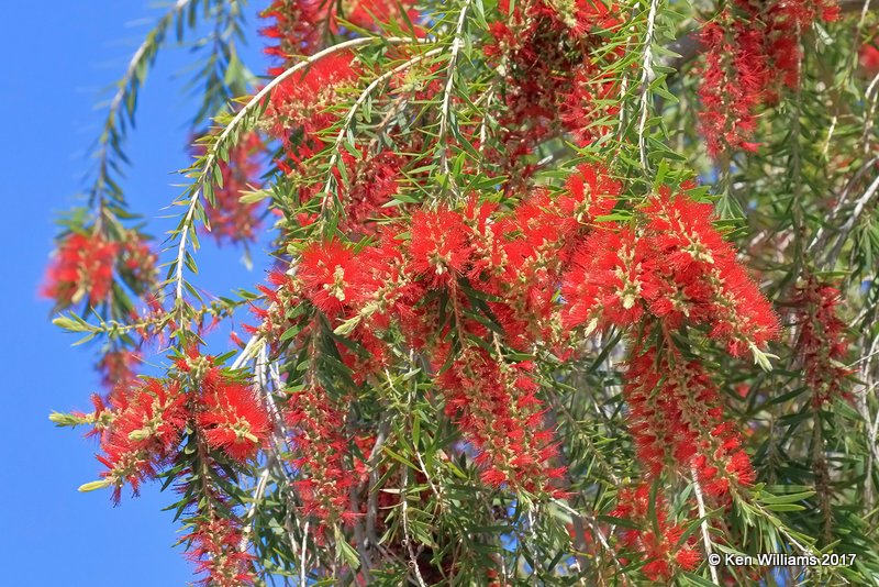 Red Bottle Brush Tree, Callistemon, Encanto Park, Phoenix, AZ, 3-29-17, Jda_40478.jpg