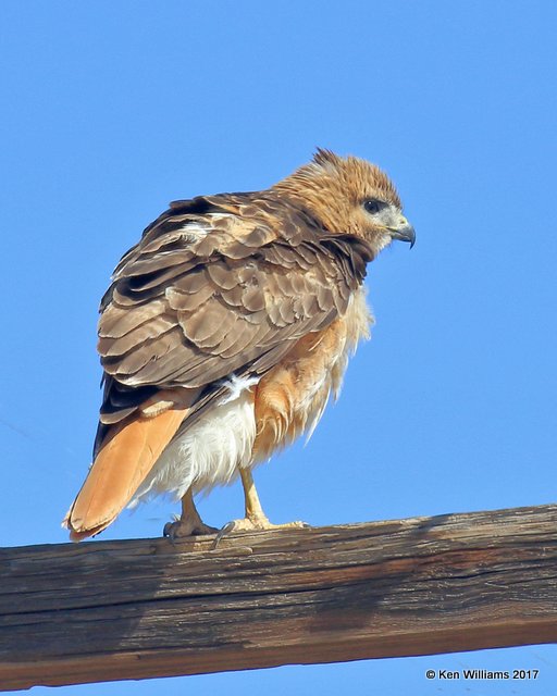 Red-tailed Hawk western, Portal, AZ, 4-2-17, Jda_43343.jpg