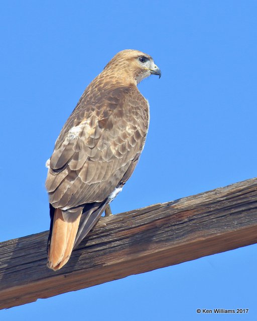 Red-tailed Hawk western, Portal, AZ, 4-2-17, Jda_43351.jpg