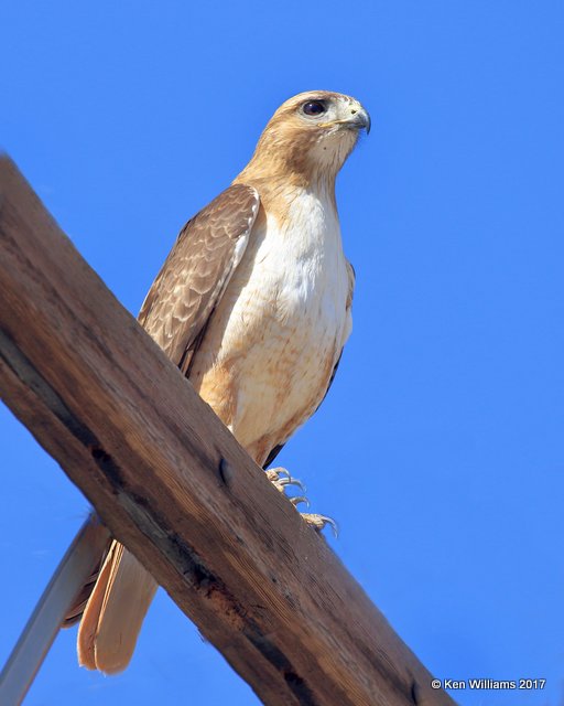 Red-tailed Hawk western, Portal, AZ, 4-2-17, Jda_43353.jpg