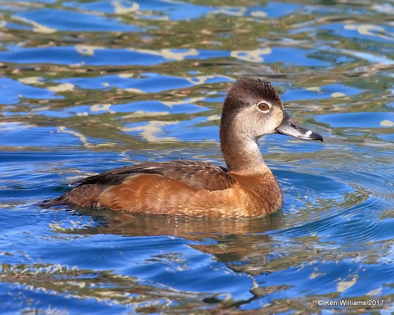 Ring-necked Duck female, Encanto Park, Phoenix, AZ, 3-29-17, Jda_40086.jpg