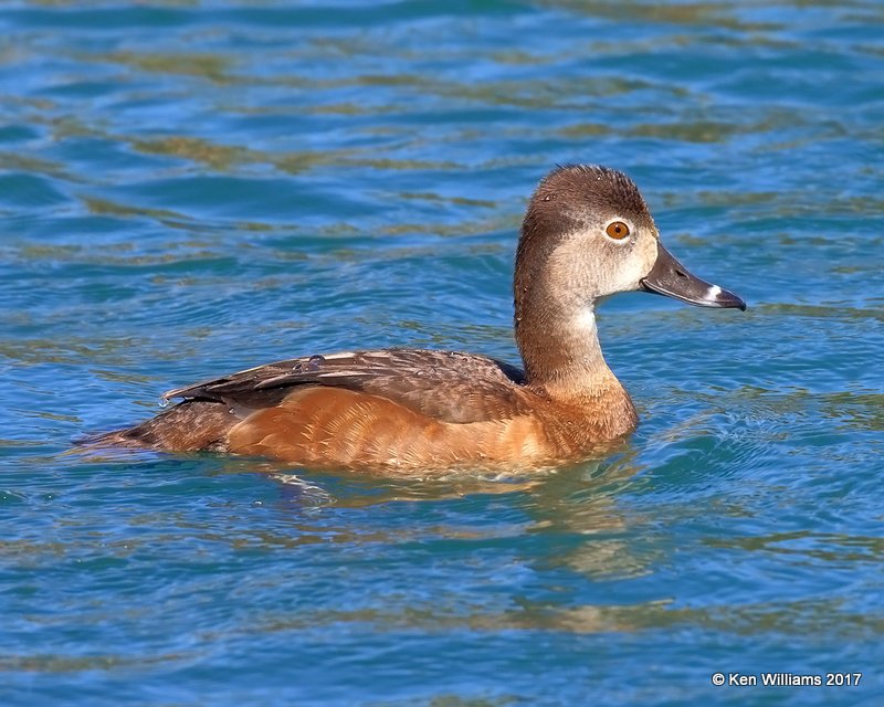 Ring-necked Duck female, Encanto Park, Phoenix, AZ, 3-29-17, Jda_40097.jpg