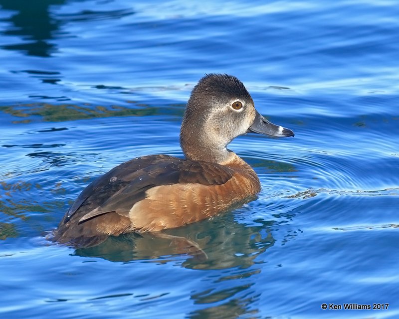 Ring-necked Duck female, Encanto Park, Phoenix, AZ, 3-29-17, Jda_40116.jpg