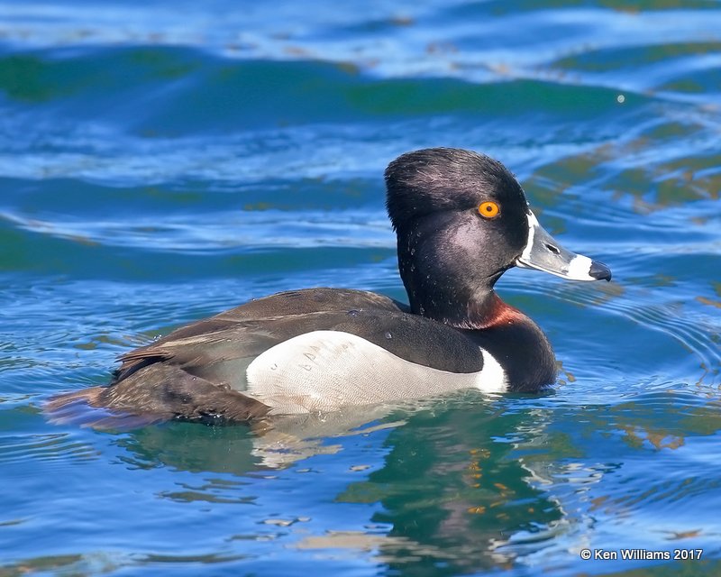 Ring-necked Duck male, Encanto Park, Phoenix, AZ, 3-29-17, Jda_40110.jpg